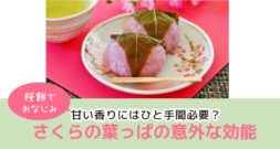 桜の季節です！　お花見やさくら餅以外に、なにを思い浮かべますか？