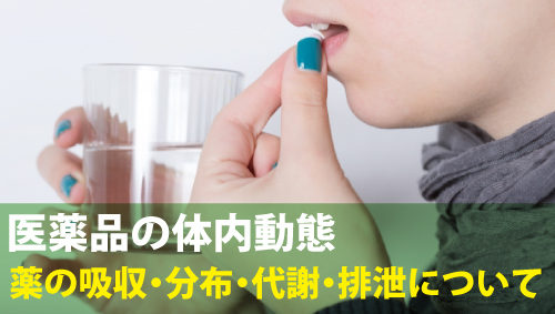 医薬品の体内動態：薬の吸収・分布・代謝・排泄について