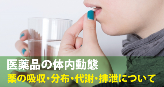 医薬品の体内動態：薬の吸収・分布・代謝・排泄について